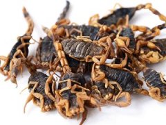 朝阳百康中药材蝎子