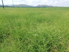 防风基地
