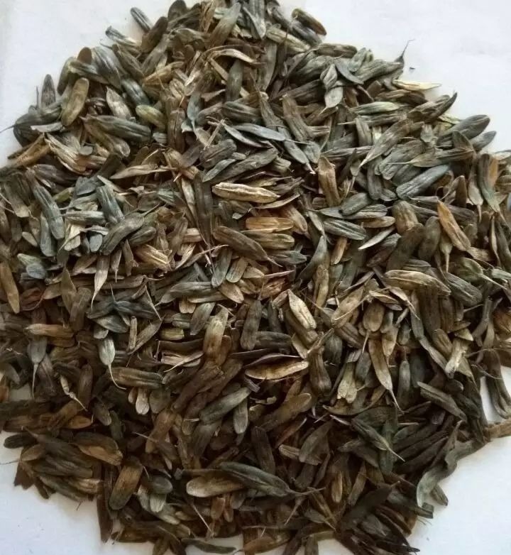 百康中药材种籽——板蓝根种子